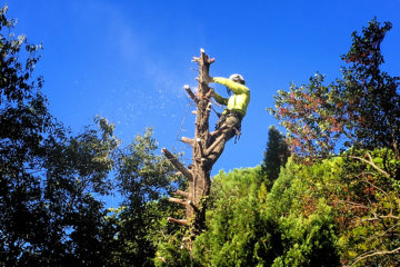 Élagueur Grimpeur dans le Gard et l'Hérault